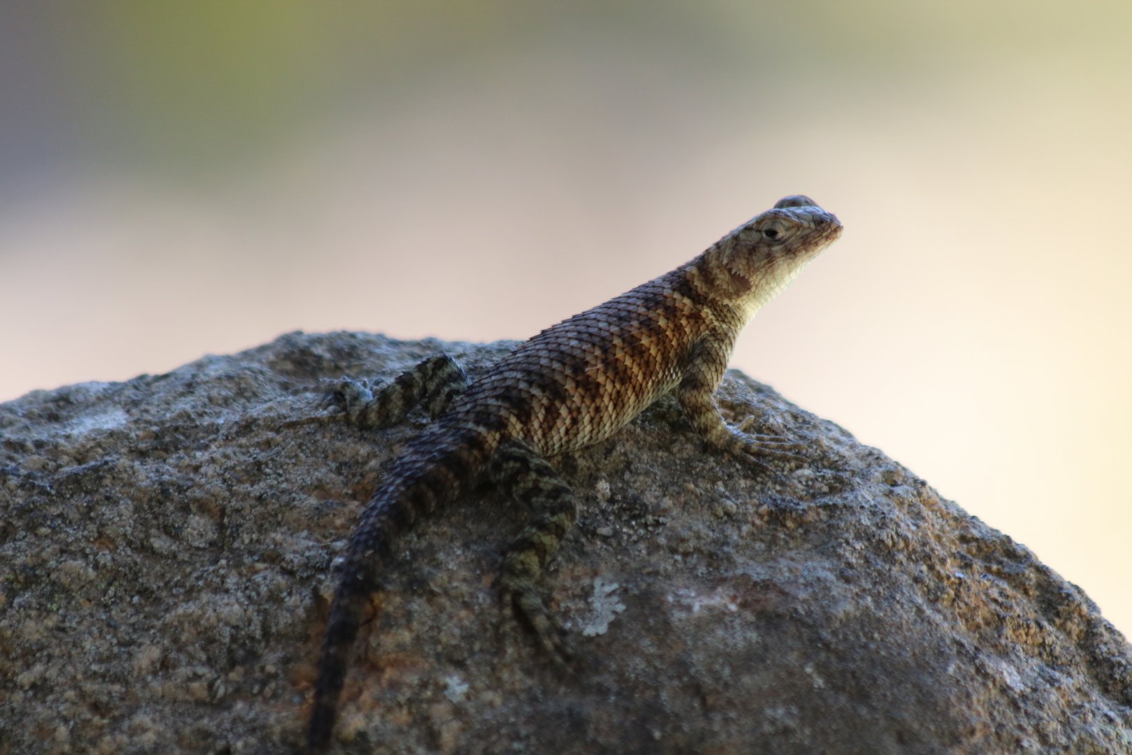 Western Fence Lizard (wild)