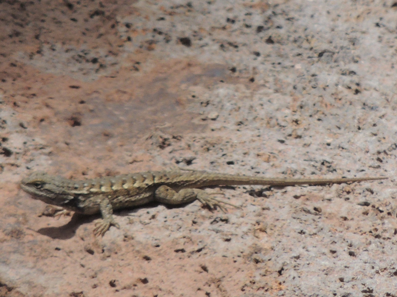 western fence lizard