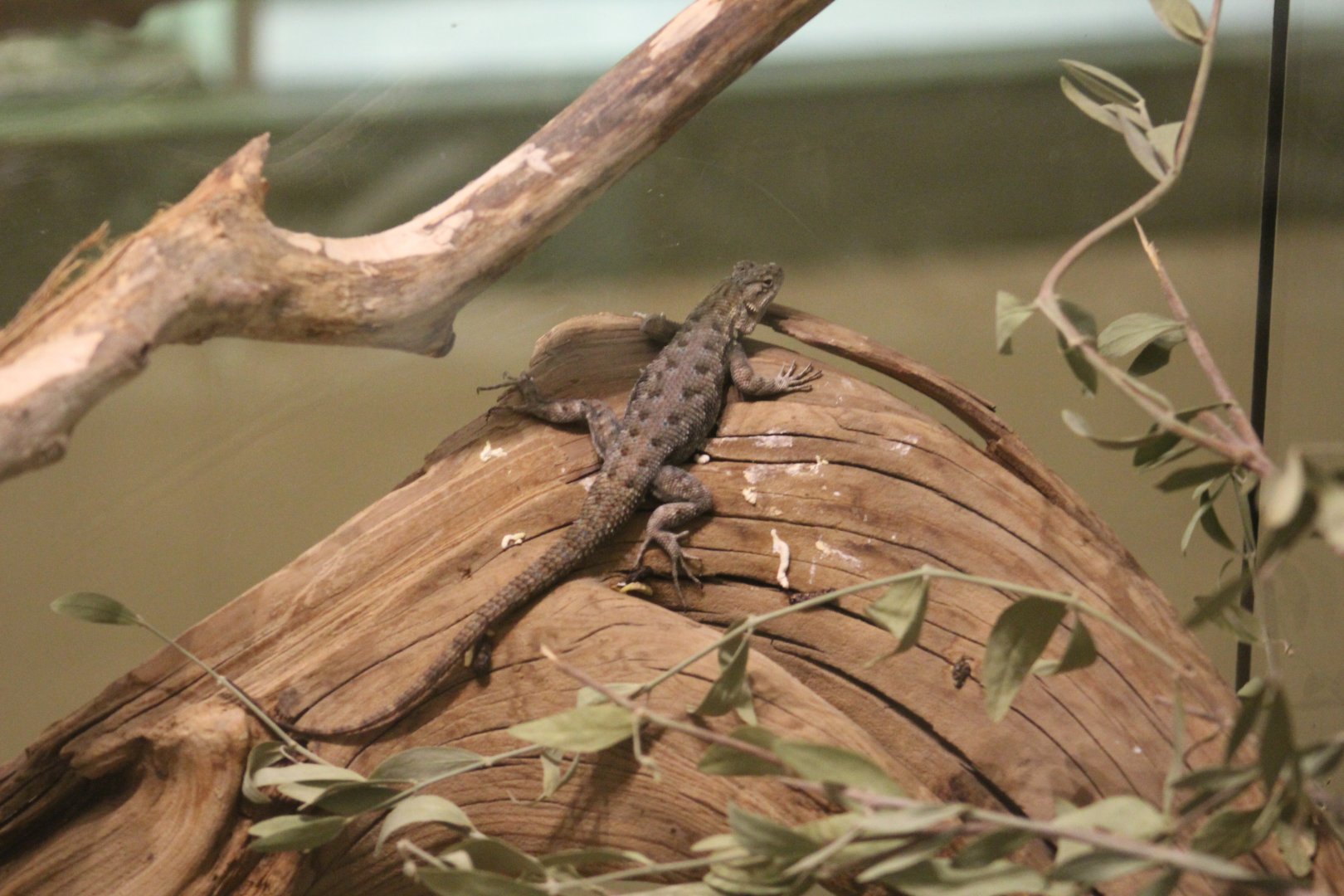 Western Fence Lizard