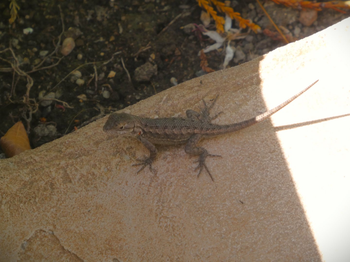 Western Fence Lizard