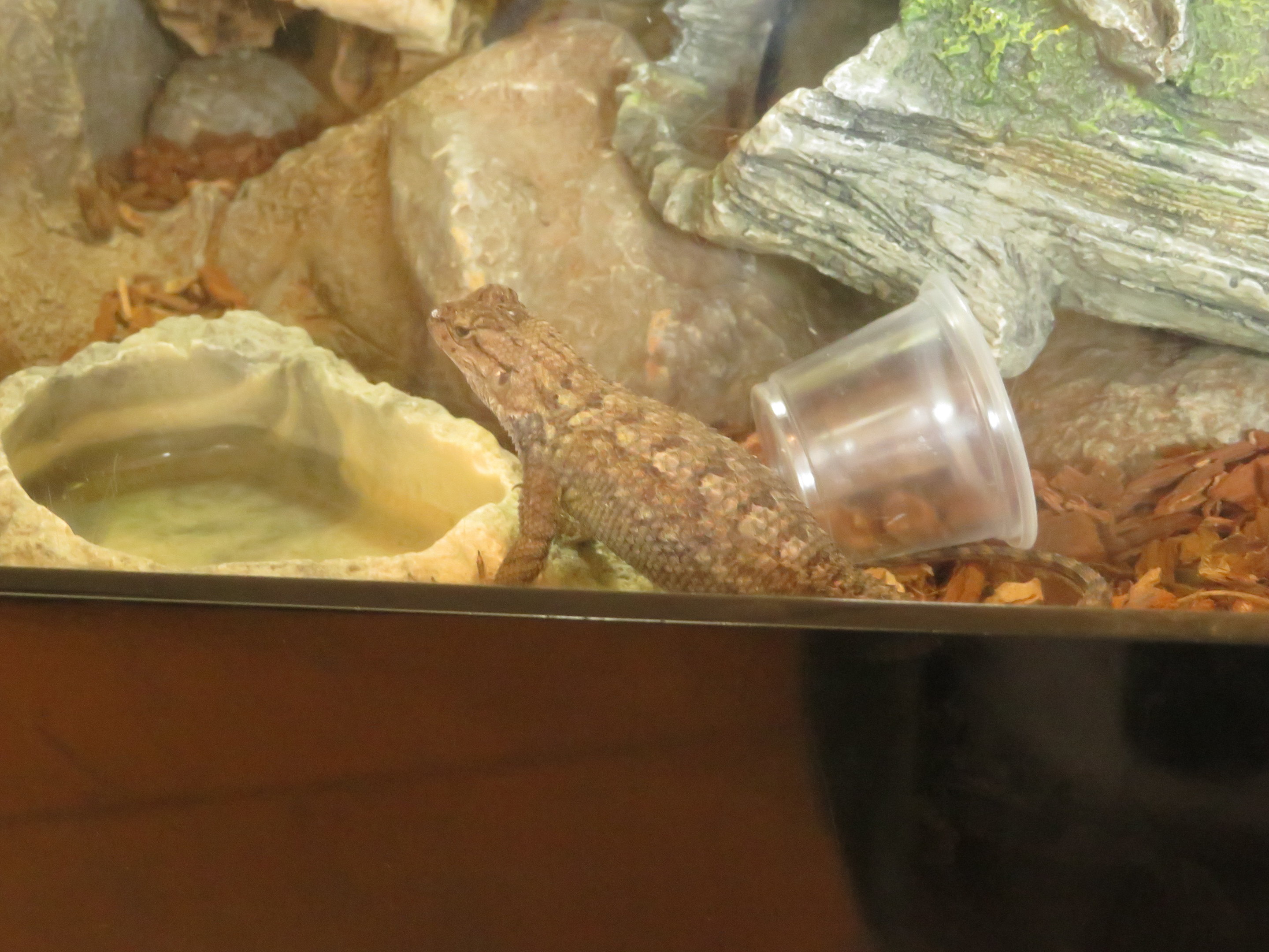 Western Fence Lizard