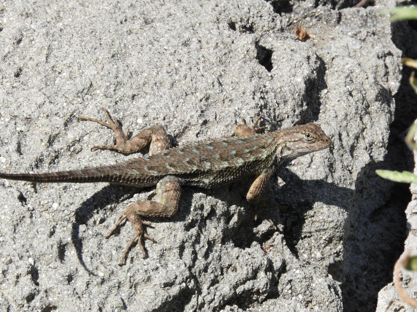 Western fence lizard