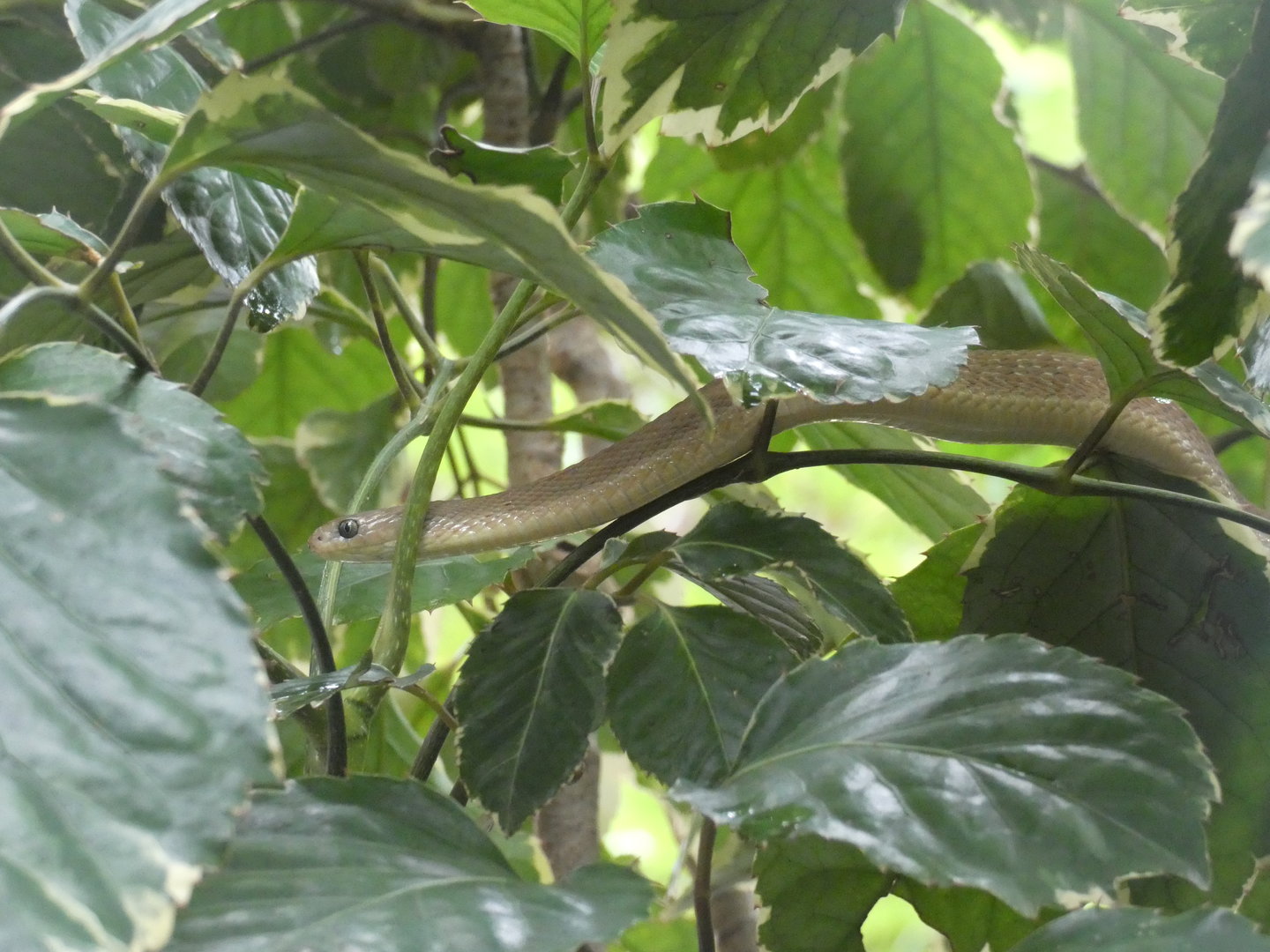 Western forest egg-eating snake