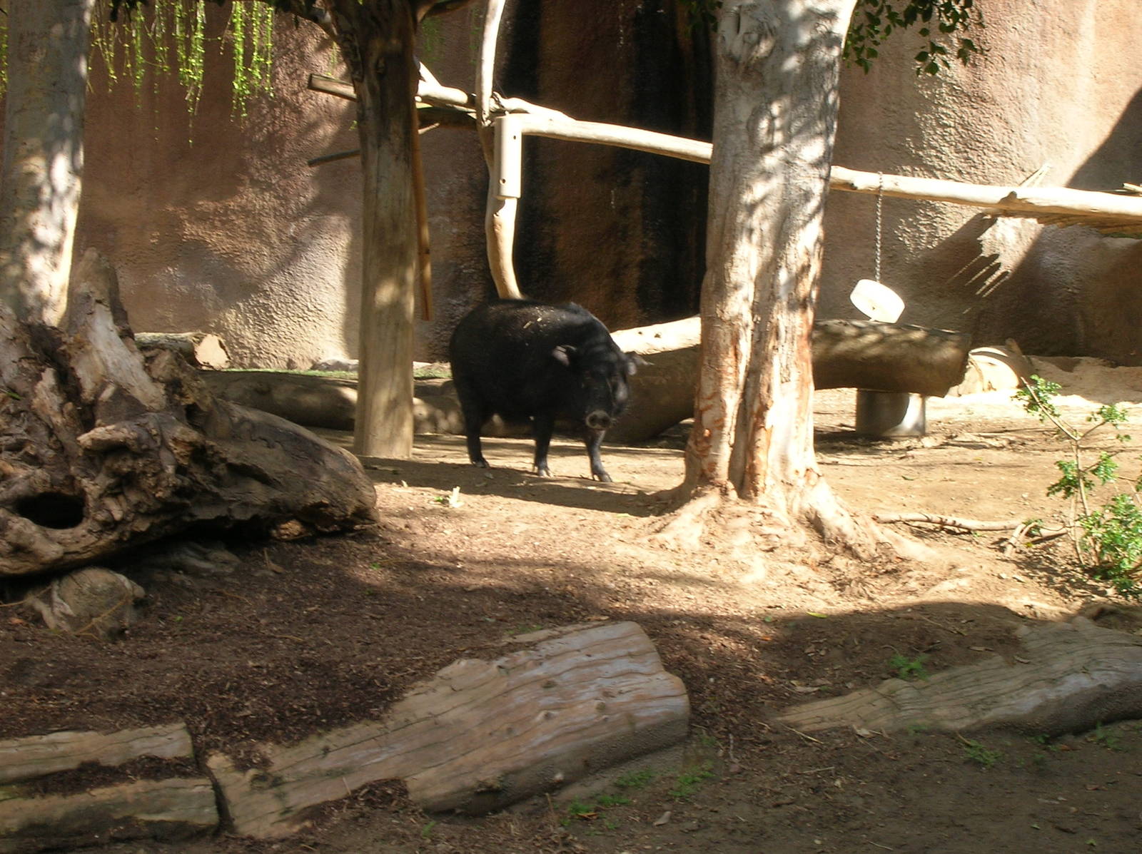 Western Forest Hog 1-19-09