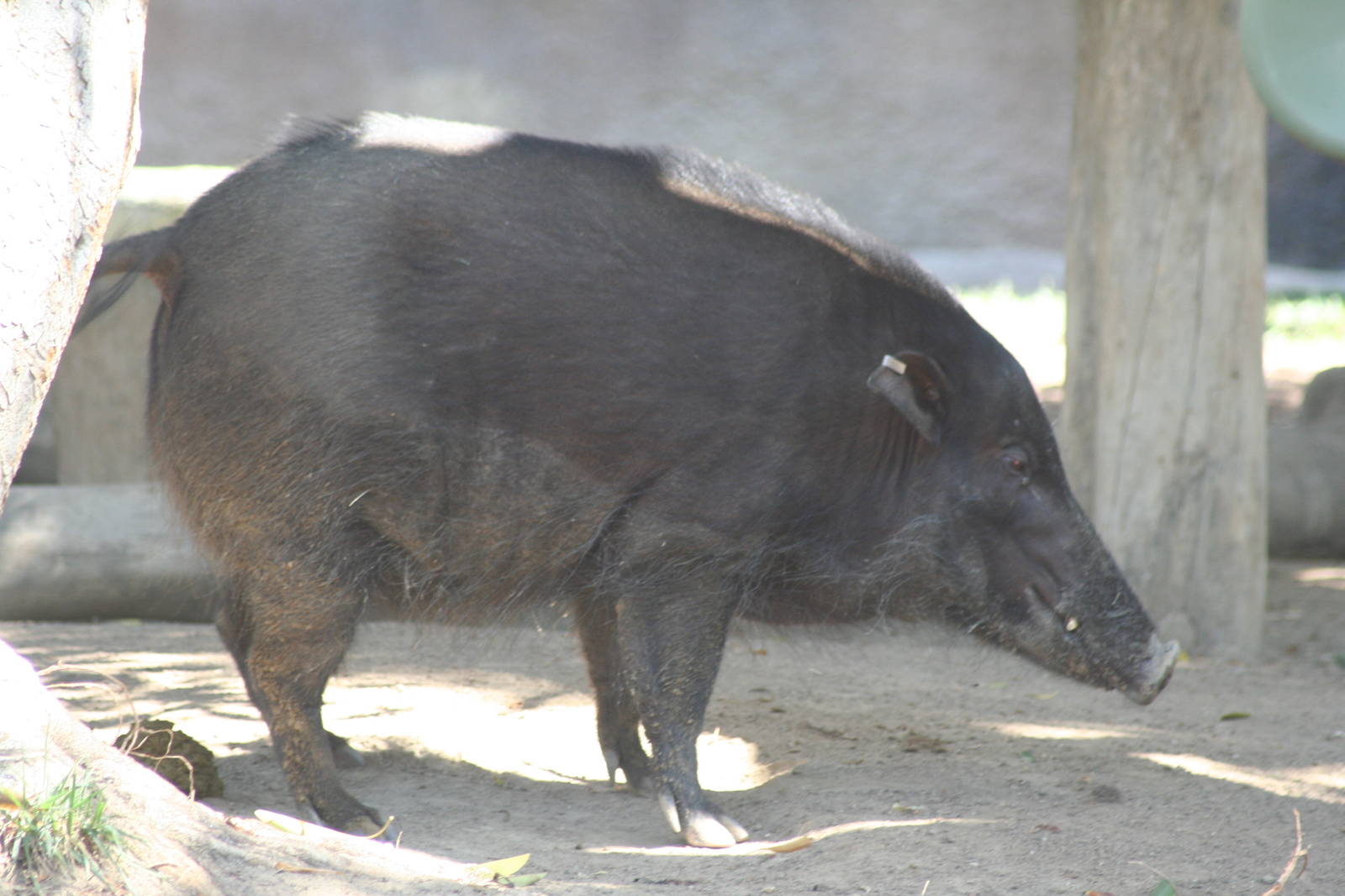 Western forest hog   sept 08