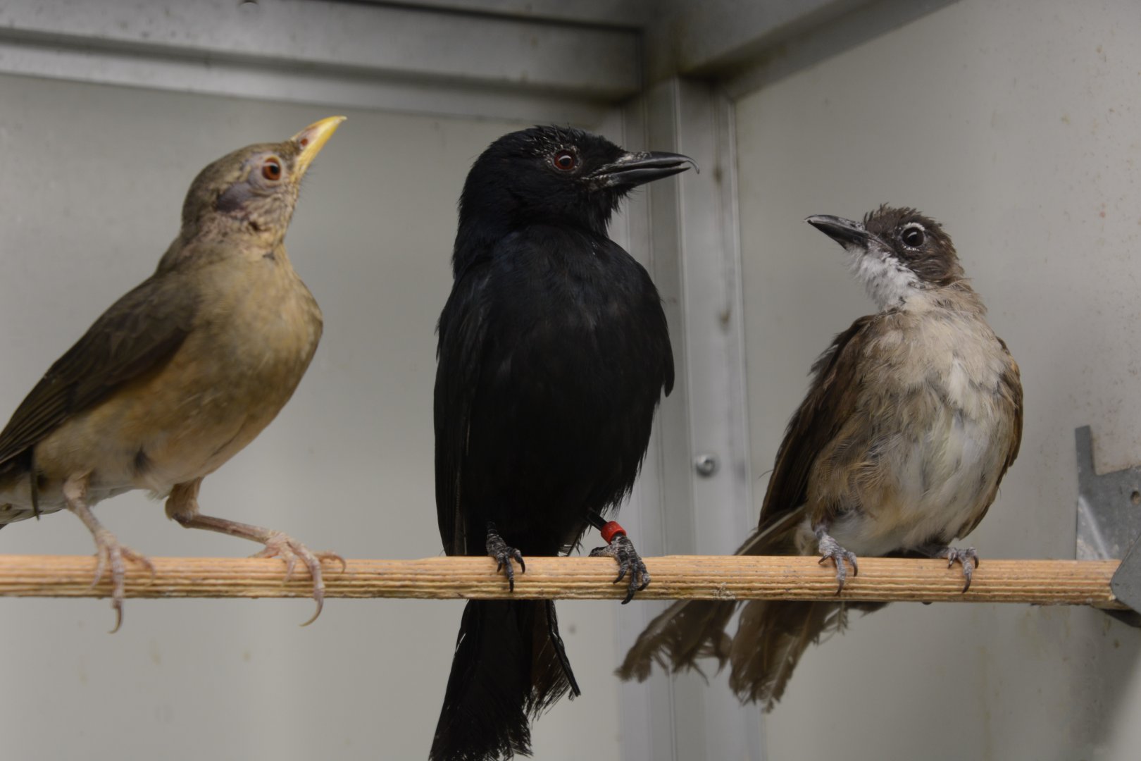 Western fork-tailed drongo (Dicrurus adsimilis divaricatus)