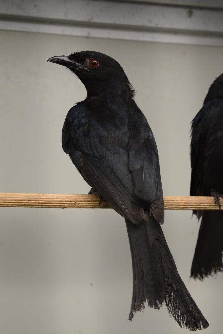 Western fork-tailed drongo (Dicrurus adsimilis divaricatus)