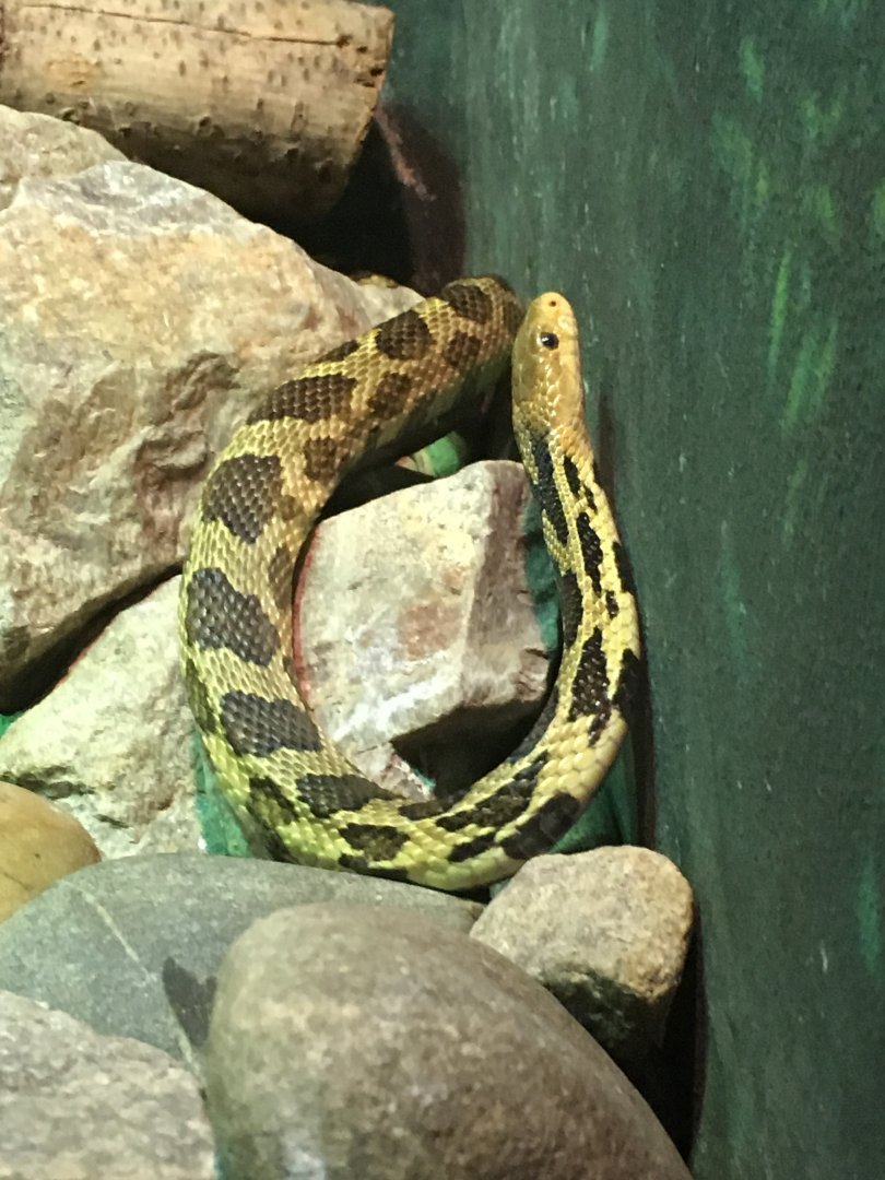 Western Fox Snake | Henry Vilas Zoo