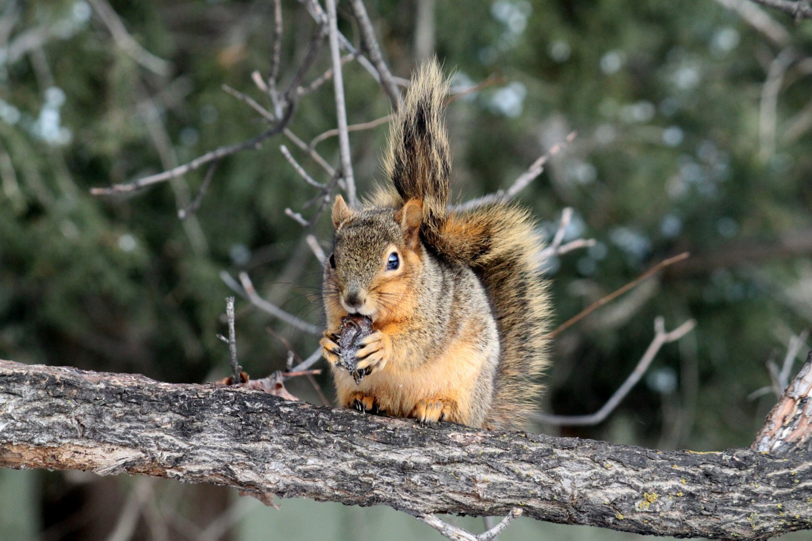 Western Fox Squirrel