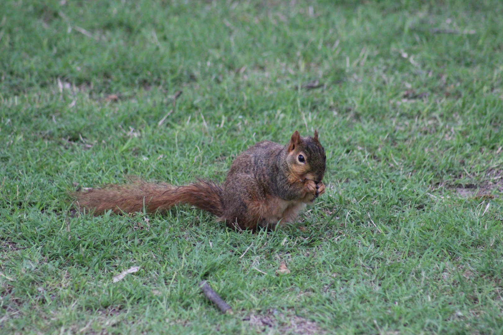 Western Fox Squirrel