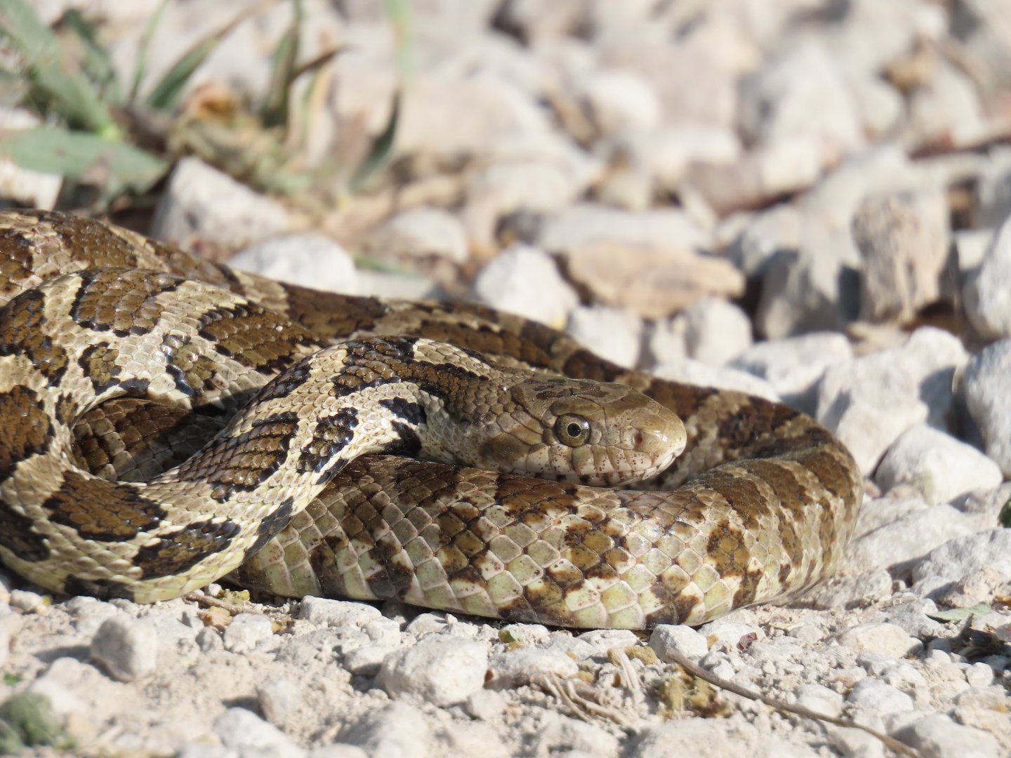 Western Foxsnake (Pantherophis ramspotti)