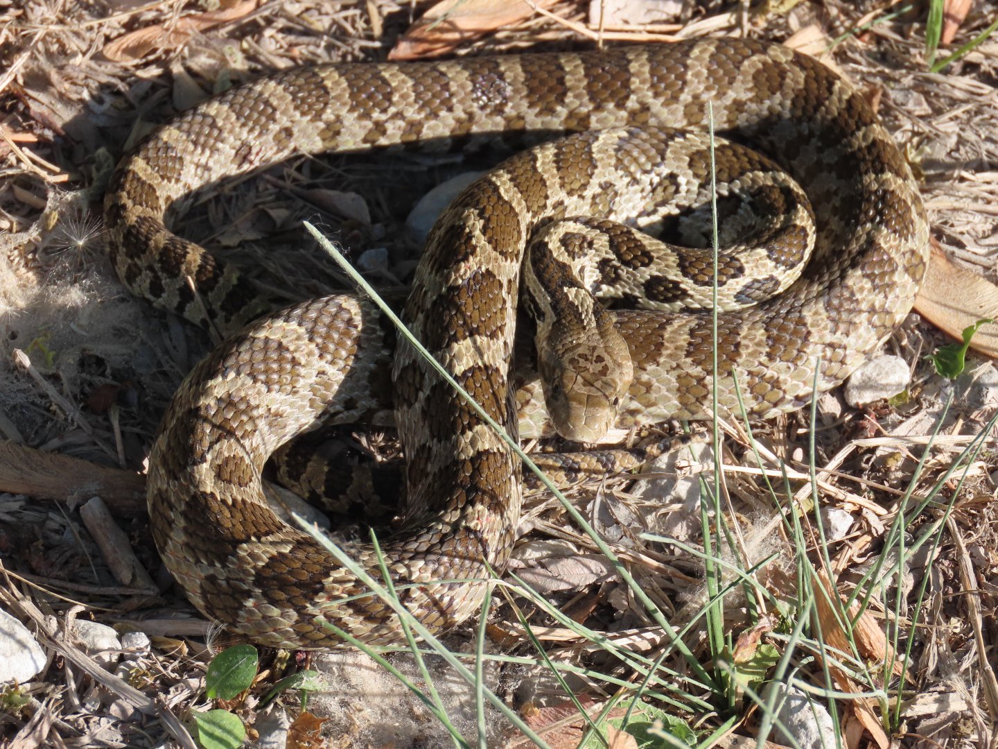 Western Foxsnake (Pantherophis ramspotti)
