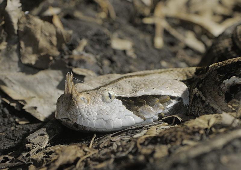 Western Gabon viper