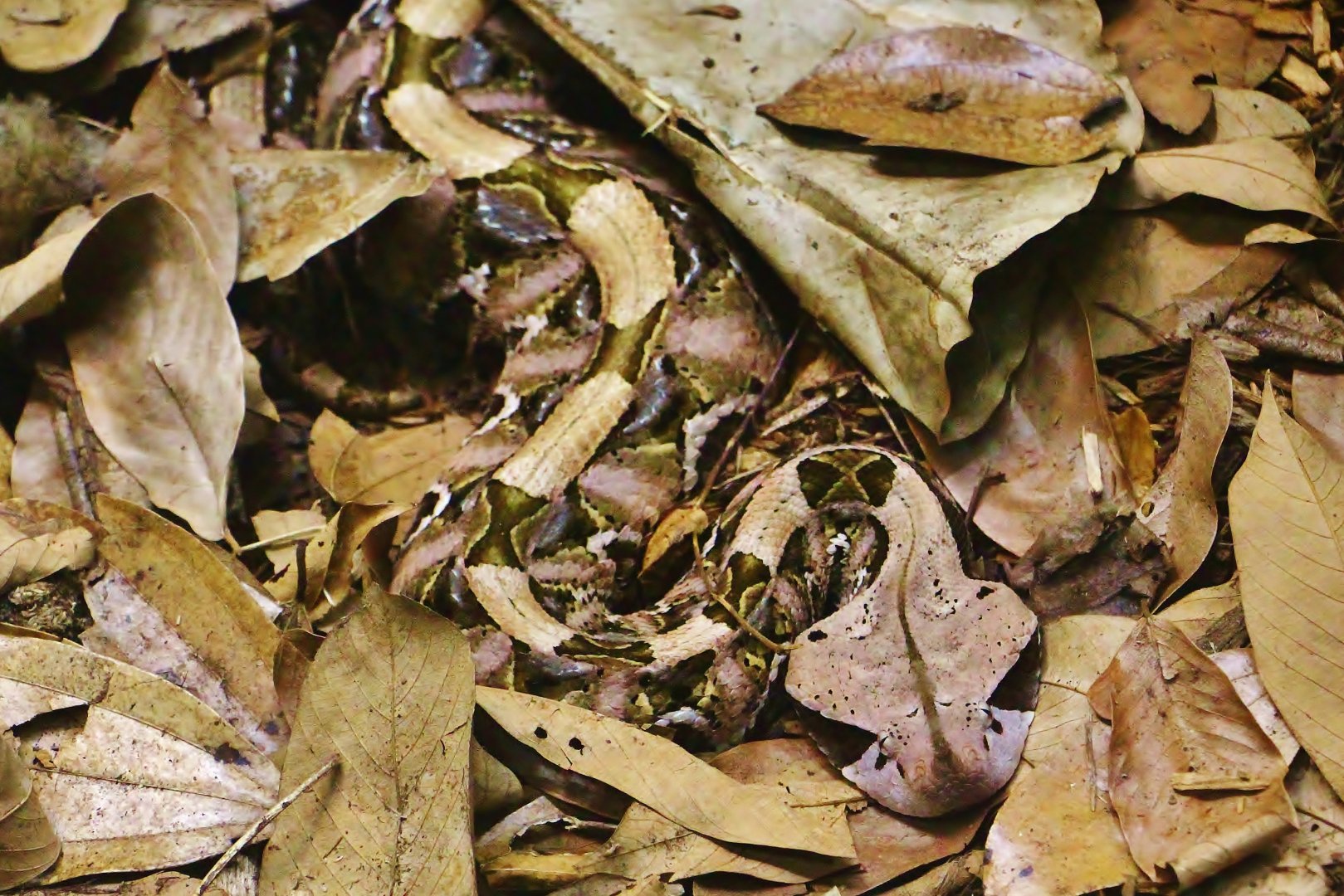 Western Gaboon Viper (Bitis gabonica)