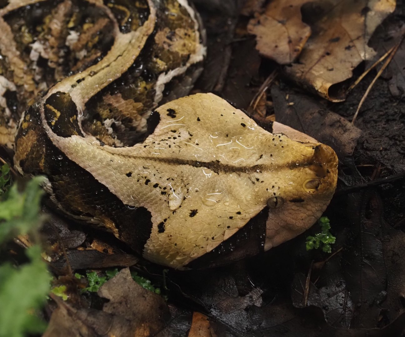 Western Gaboon viper (Bitis rhinoceros), 2025-05-14