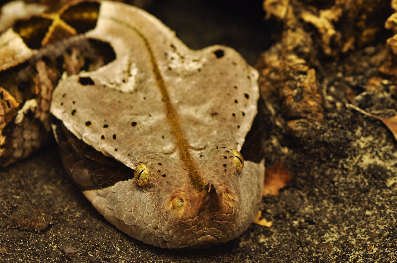 Western Gaboon viper (Bitis rhinoceros)