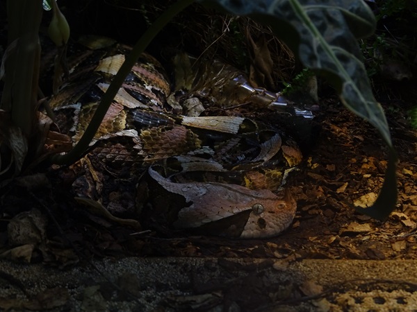 Western gaboon viper (Bitis rhinoceros)