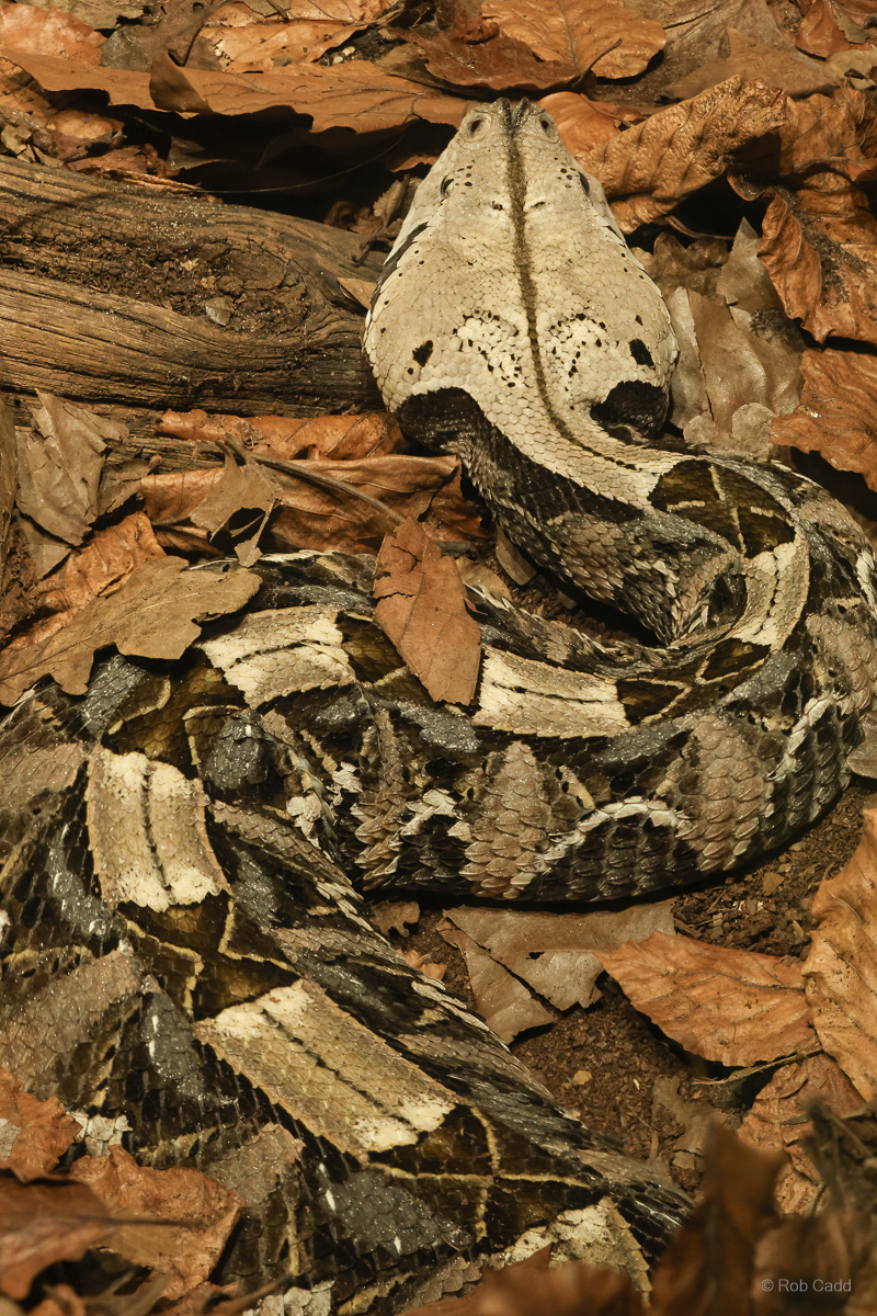 Western Gaboon viper : Cotswold WP : 14 Mar 2025