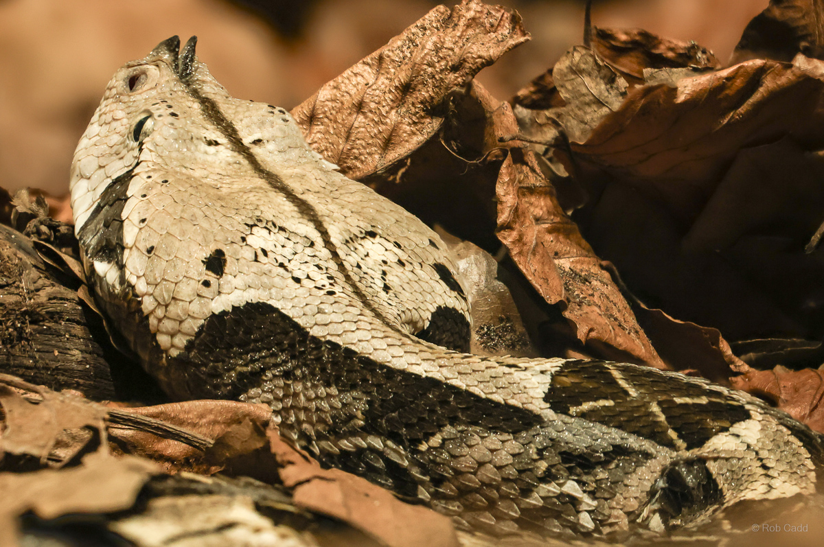 Western Gaboon viper : Cotswold WP : 14 Mar 2025