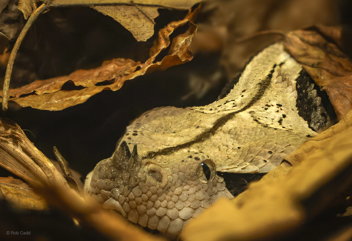 Western Gaboon viper : Cotswold WP : 28 Mar 2025