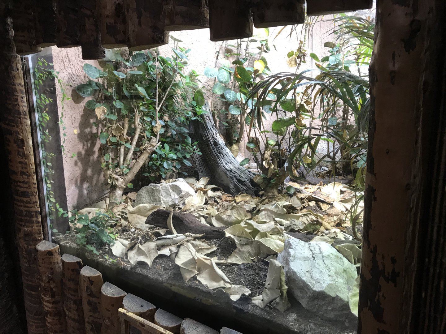 Western gaboon viper exhibit 261019