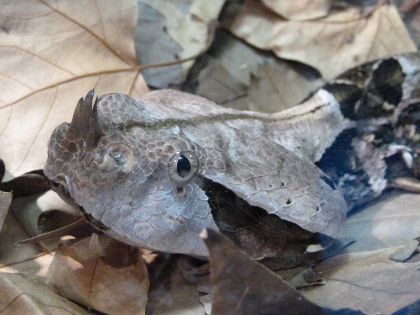 Western gaboon viper -Faunia (2025)