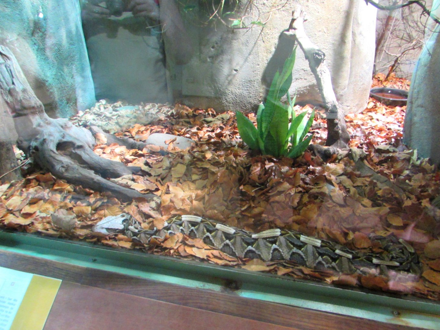 Western Gaboon Viper - July/2017