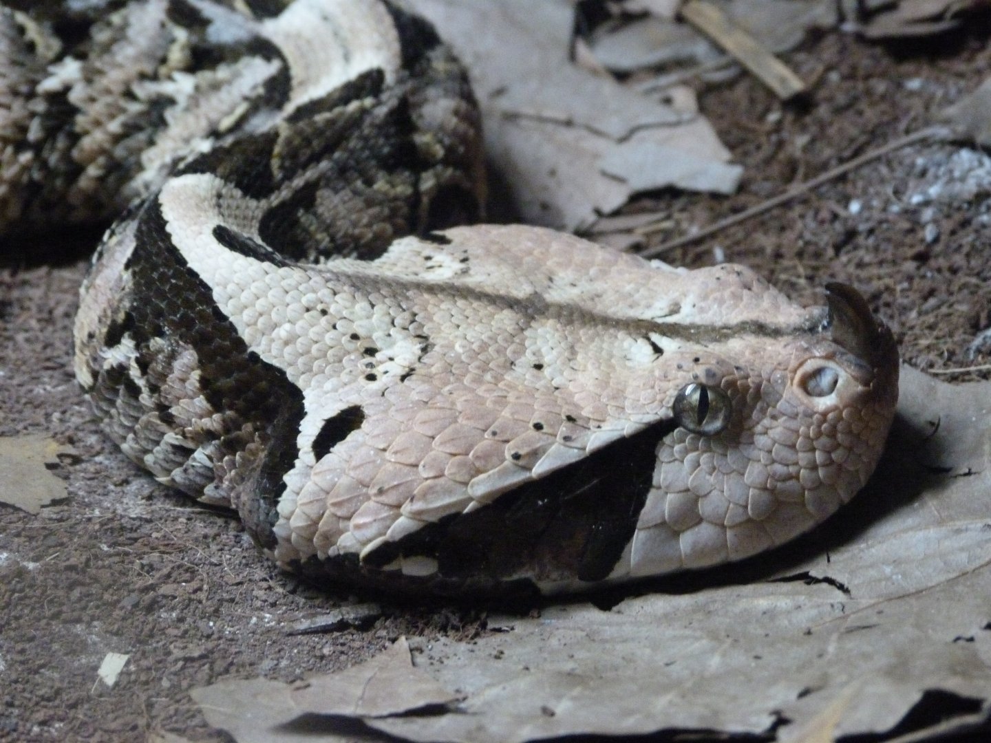 Western gaboon viper -Parque de la Naturaleza de Cabárceno (2025)
