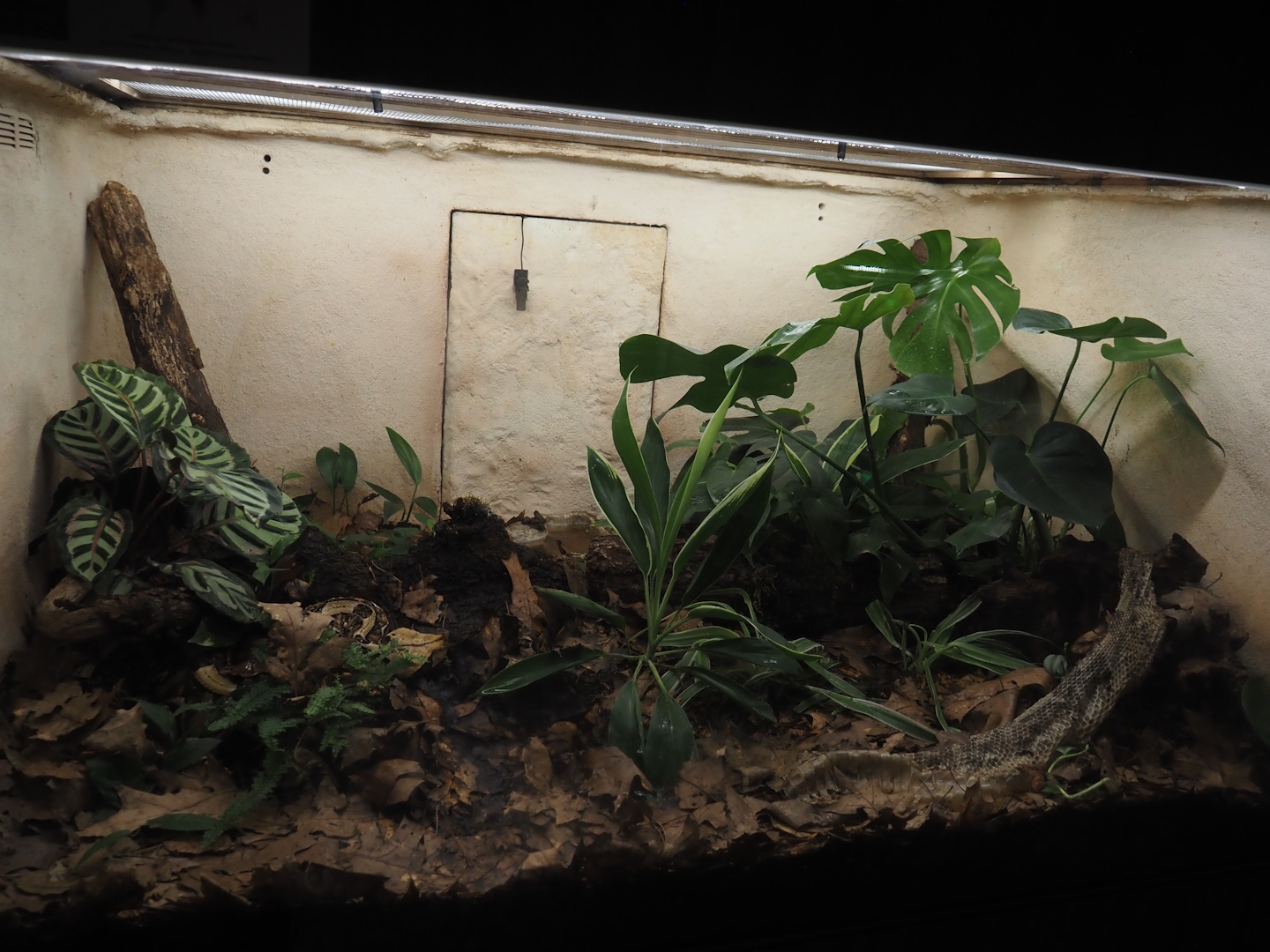 Western Gaboon viper terrarium, 2025-05-14
