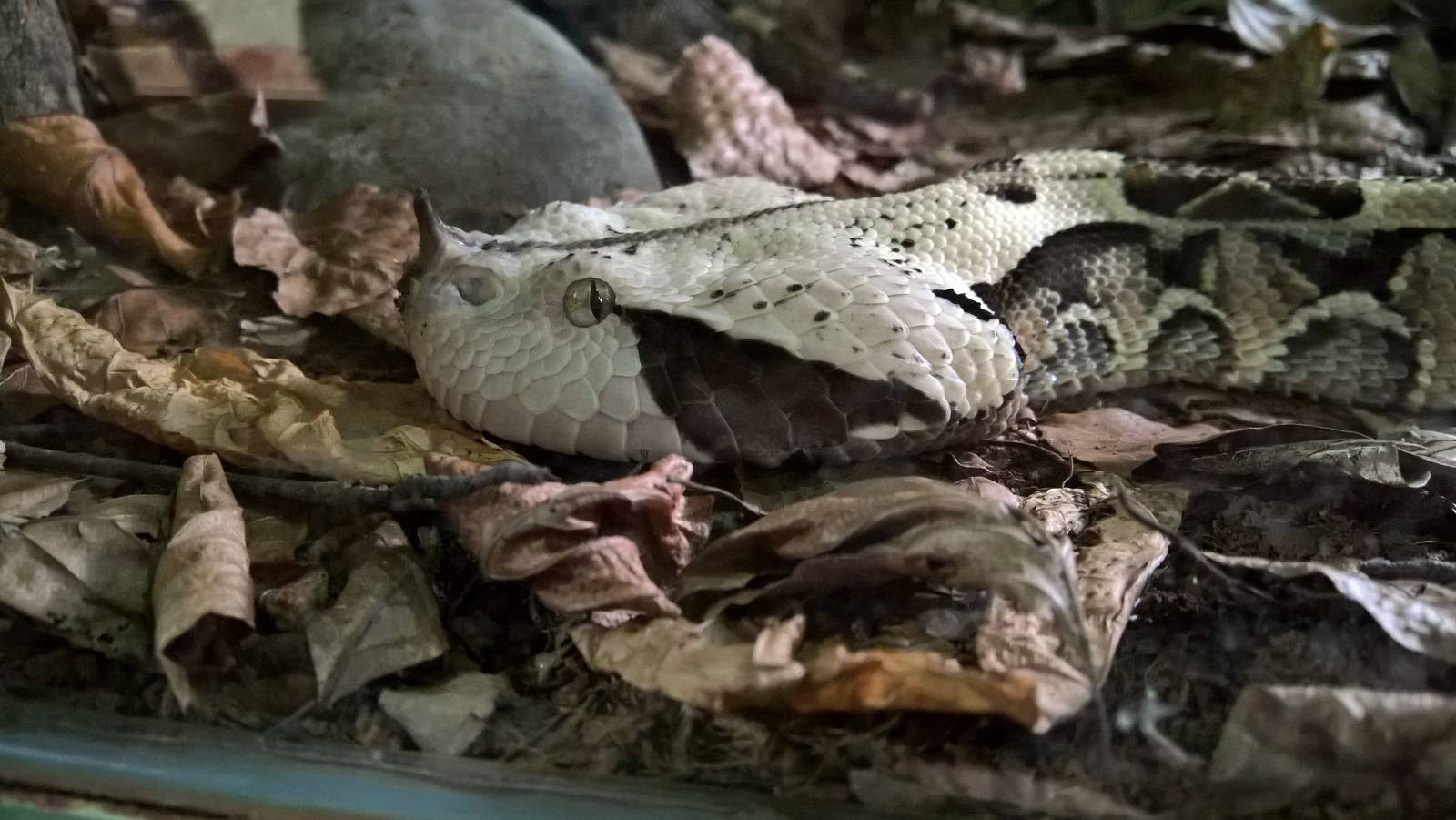 Western gaboon viper