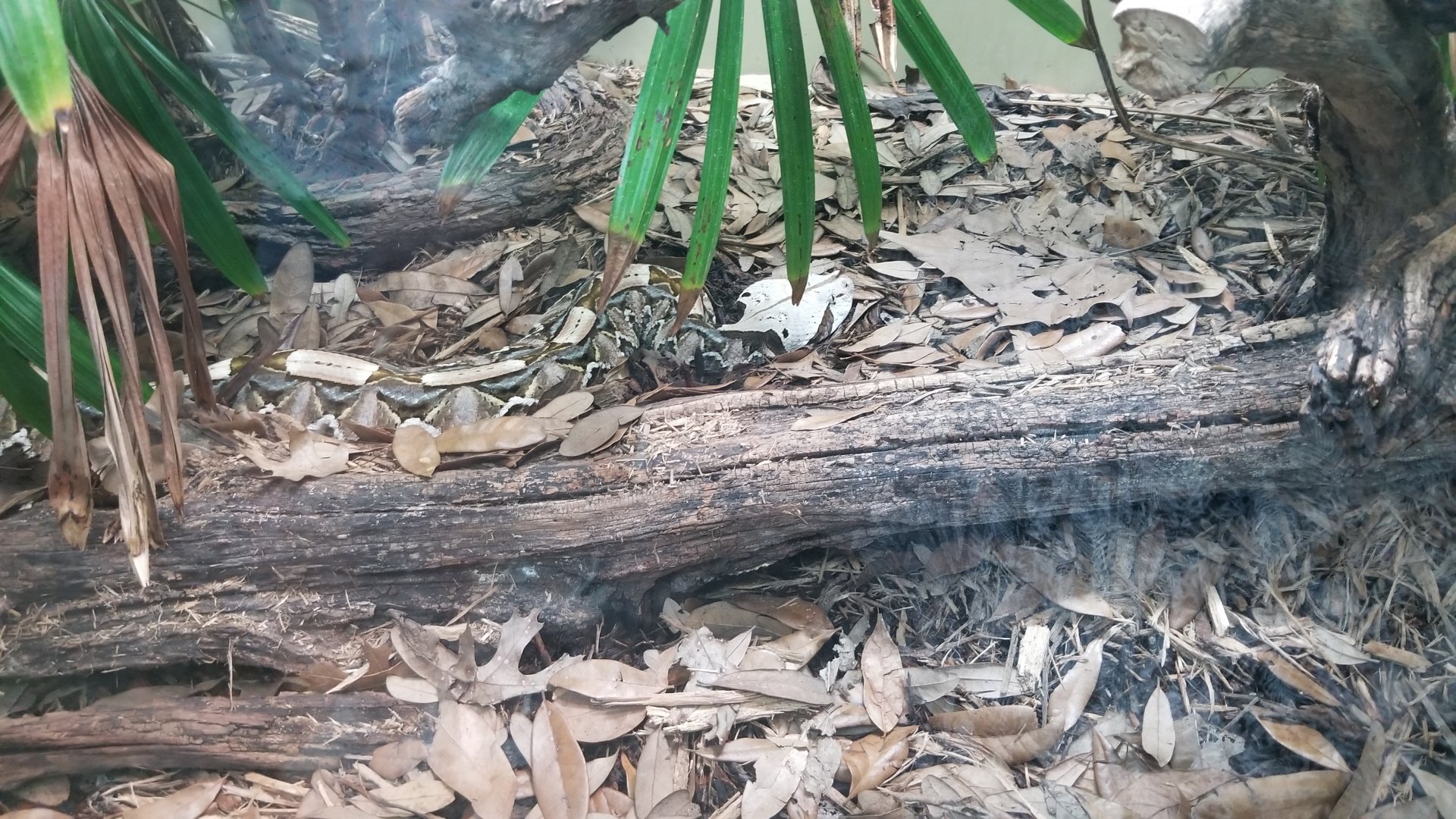 western gaboon viper
