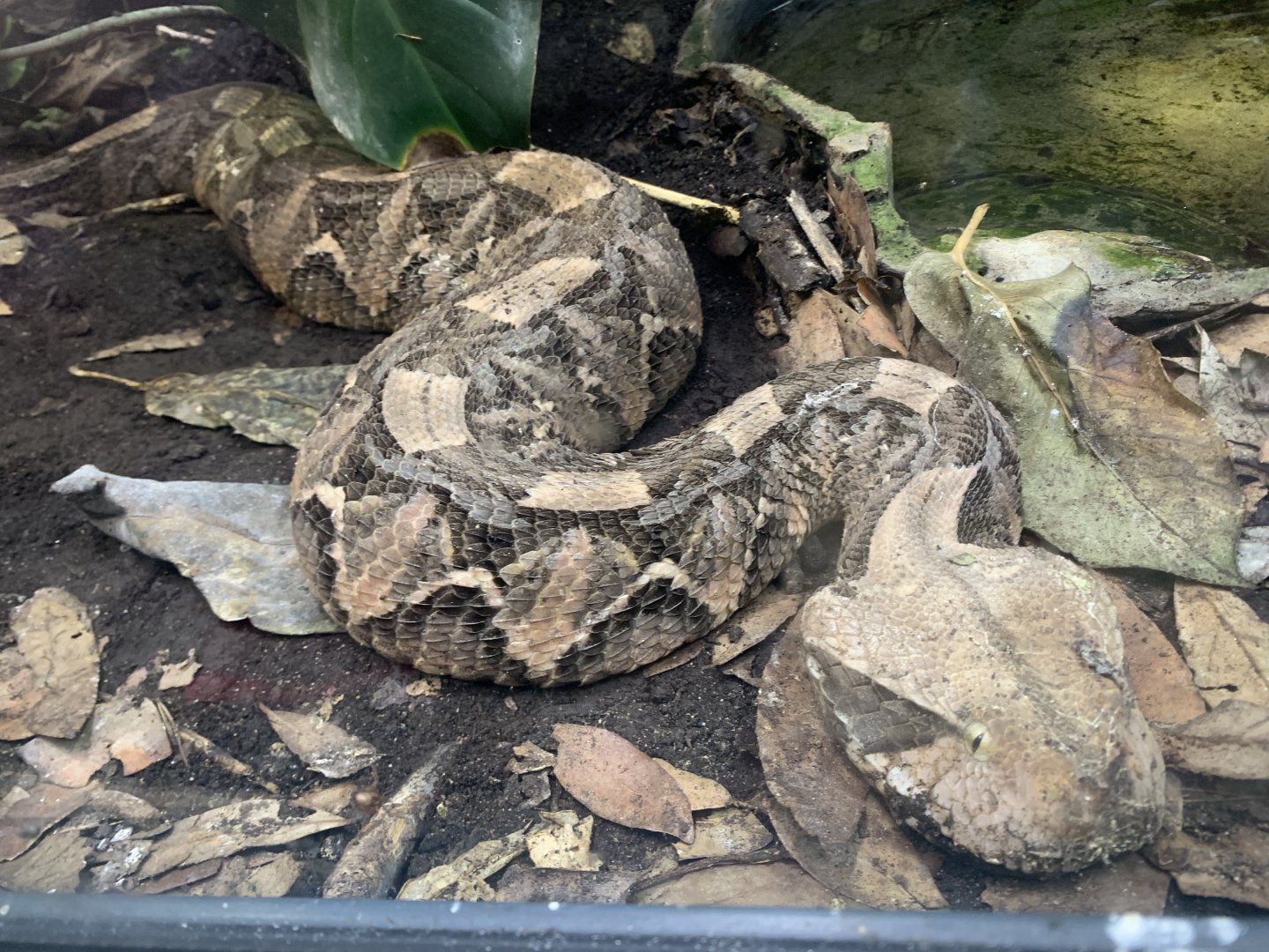 Western gaboon viper