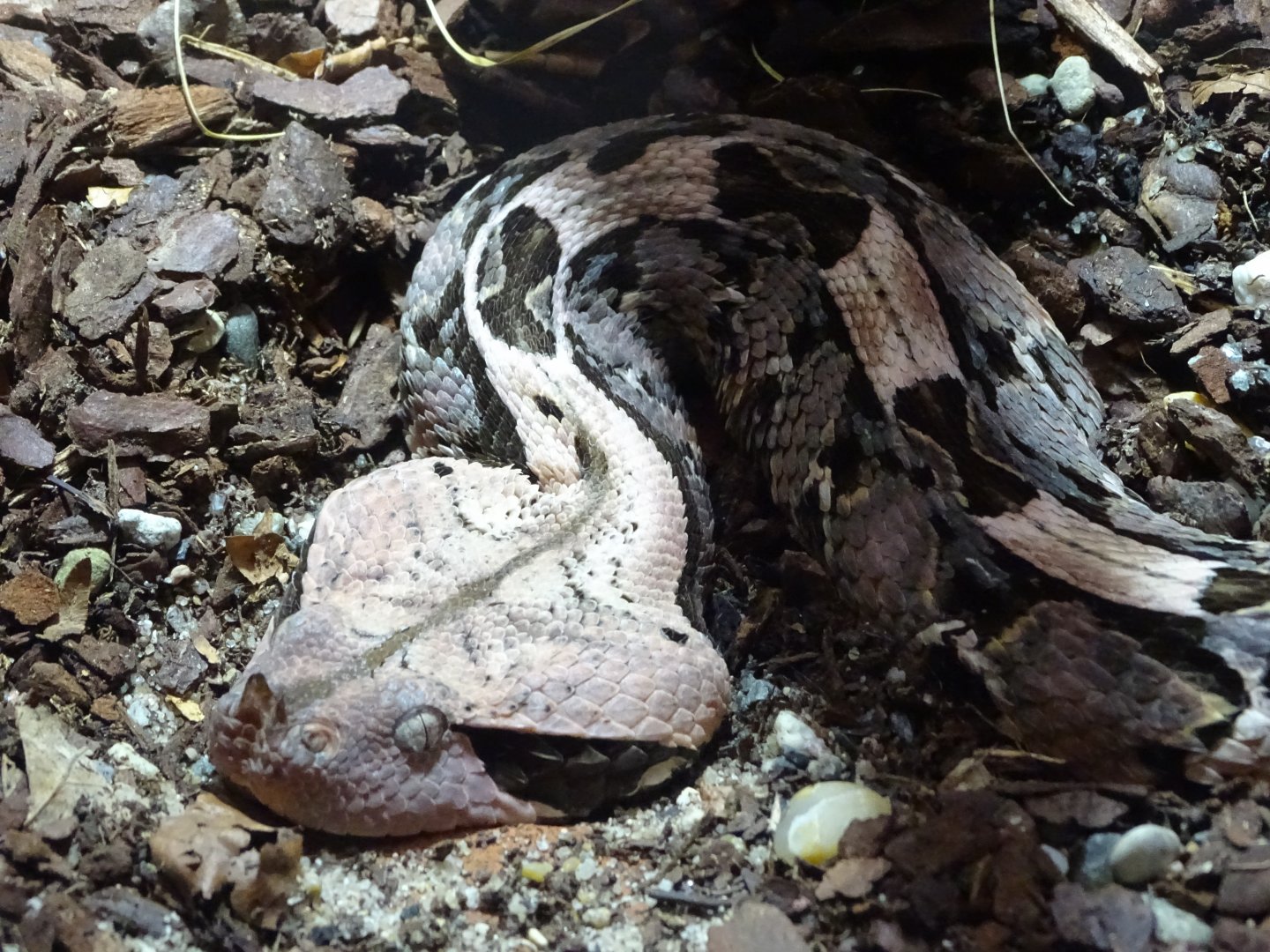 Western gaboon viper