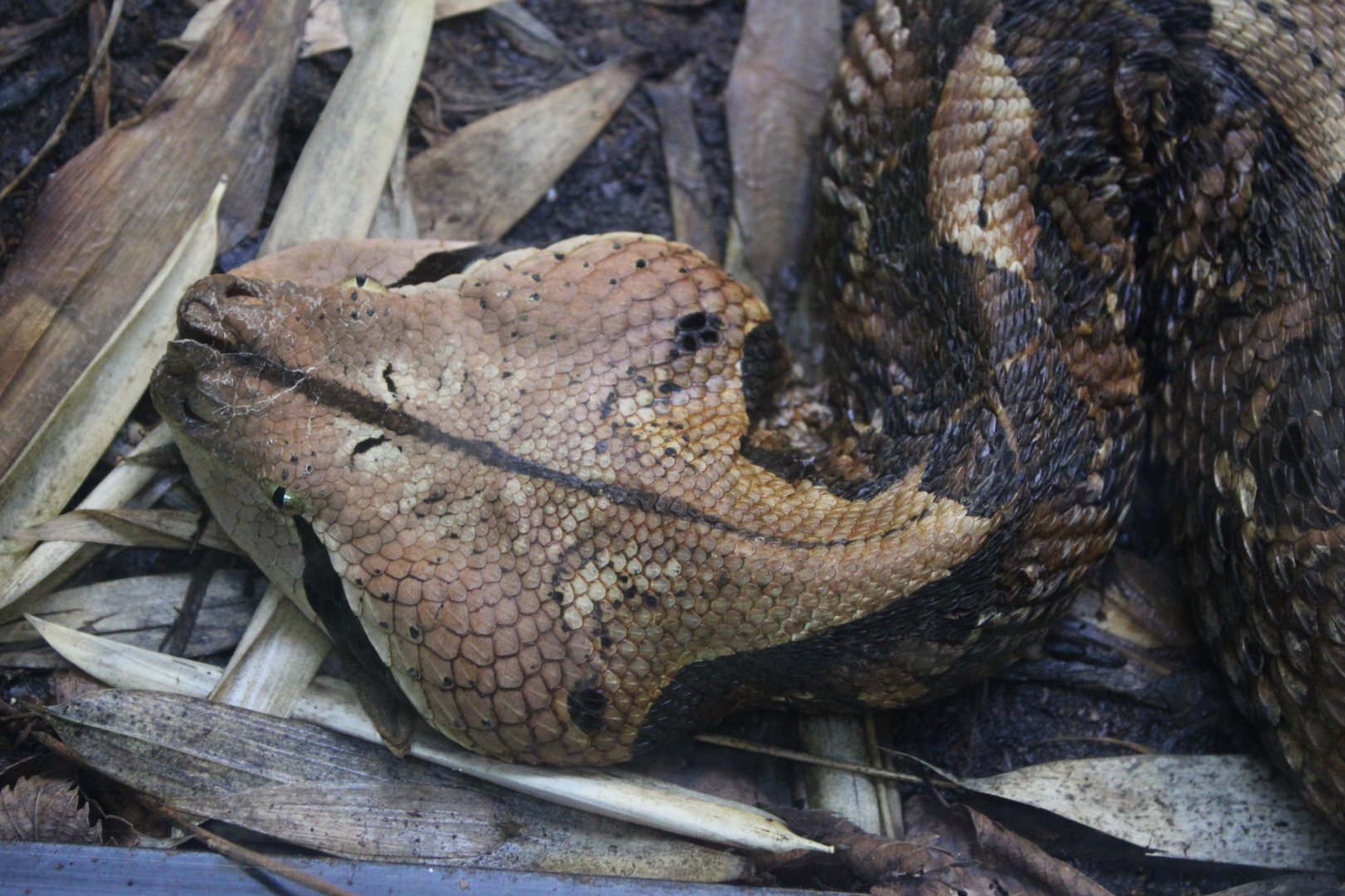 Western Gaboon Viper