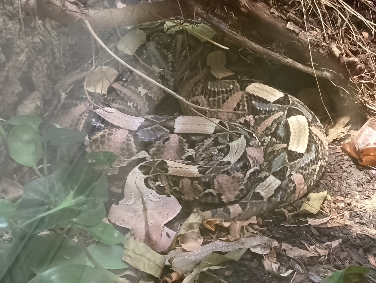 Western Gaboon viper