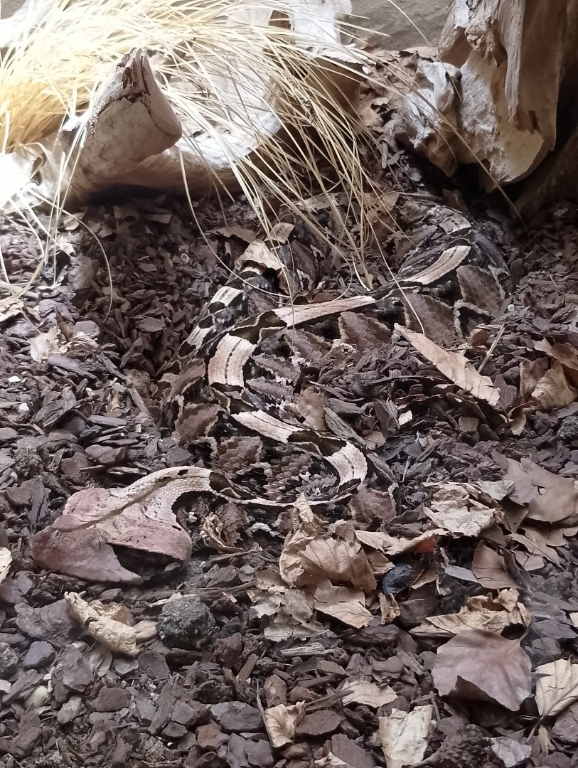 Western gaboon viper