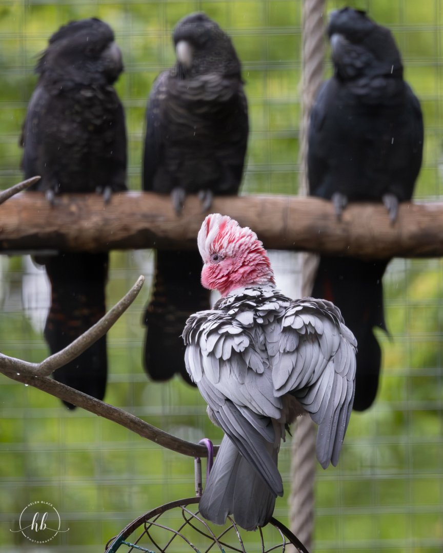 Western Galah / Hamerton / 3-5-24
