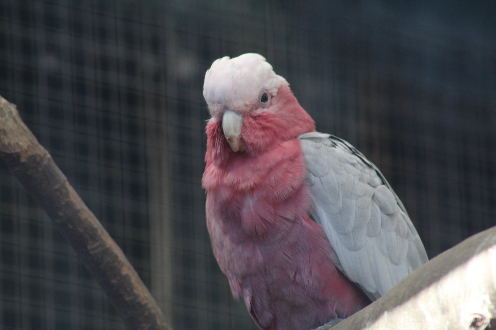 Western Galah
