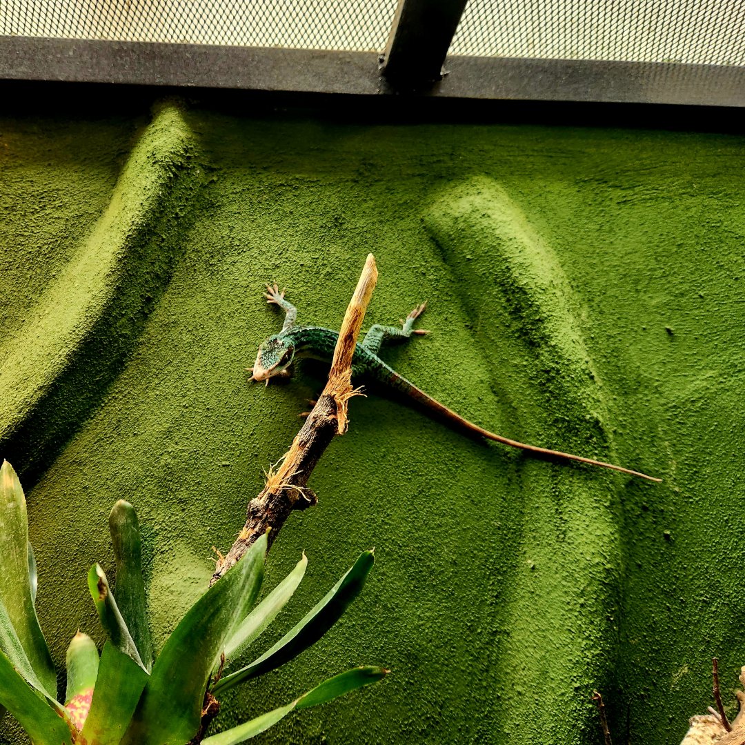 Western Giant Anole (Anolis luteogularis)