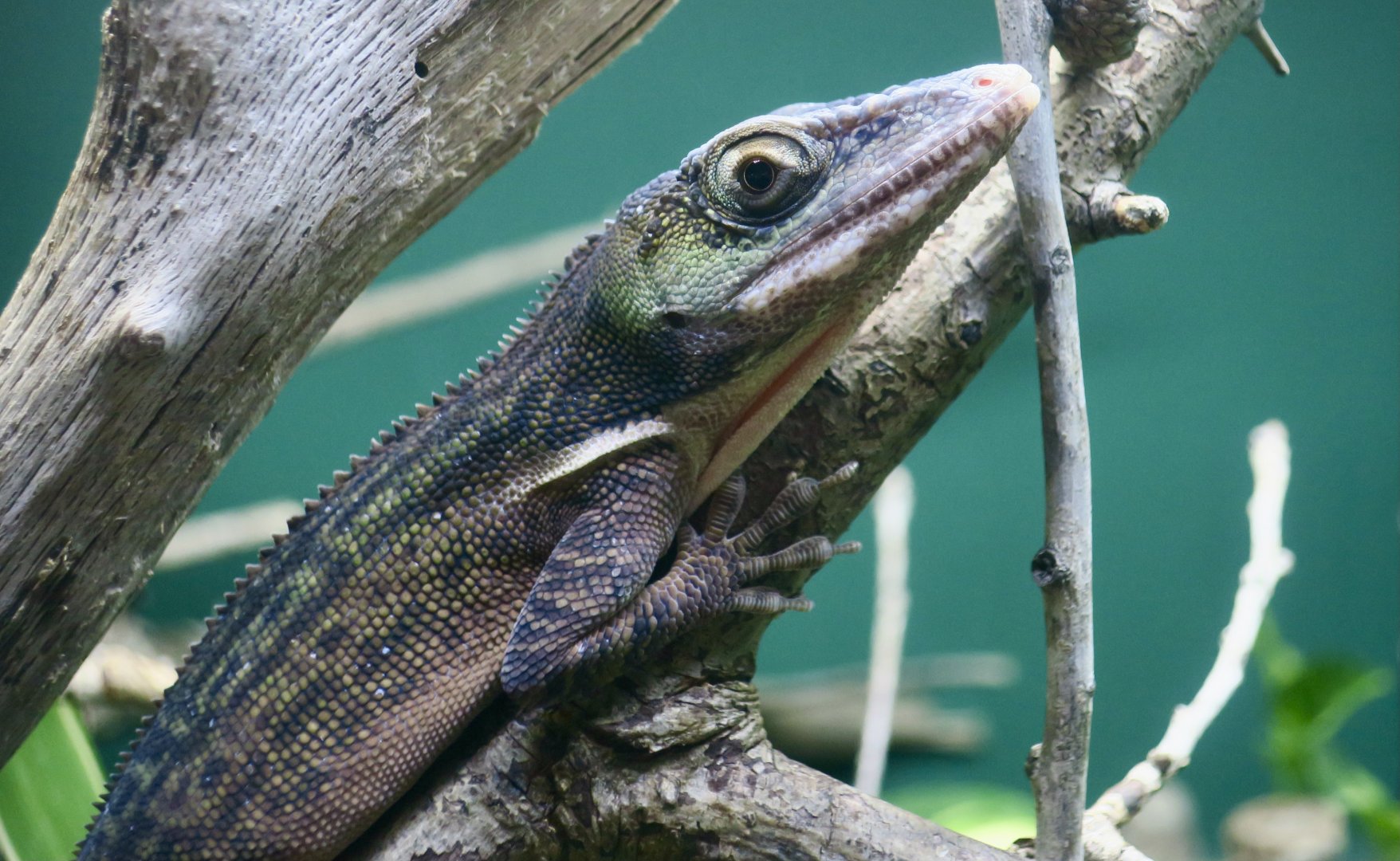 Western Giant Anole (Anolis luteogularis)