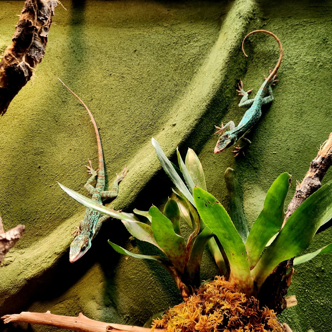 Western Giant Anoles (Anolis luteogularis)