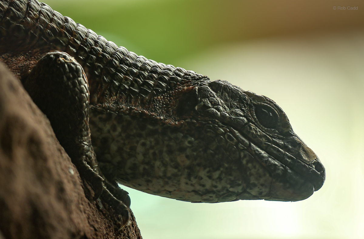 Western girdled lizard : Chester Zoo : 06 Sep 2025