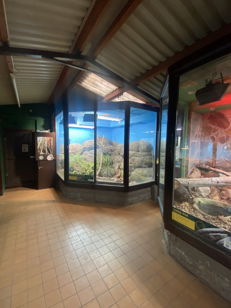 Western girdled lizard exhibit 040324