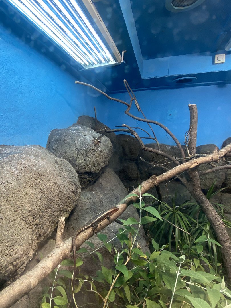 Western girdled lizard exhibit 040324