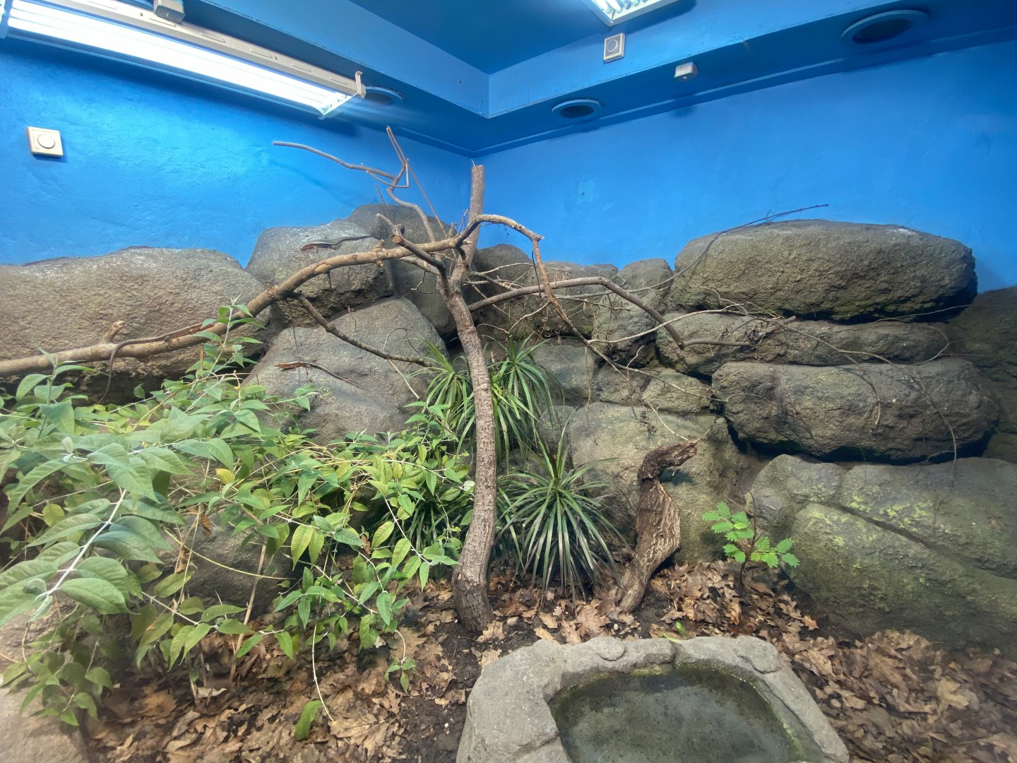 Western girdled lizard exhibit 040324