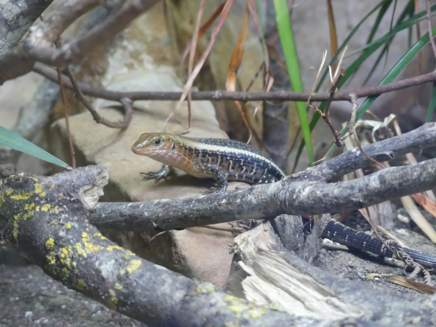 Western Girdled Lizard?? - Taken at Chester Zoo in July 2023