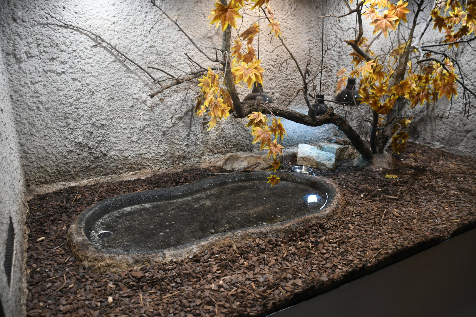 Western Girdled Lizard tank (Reptile House)