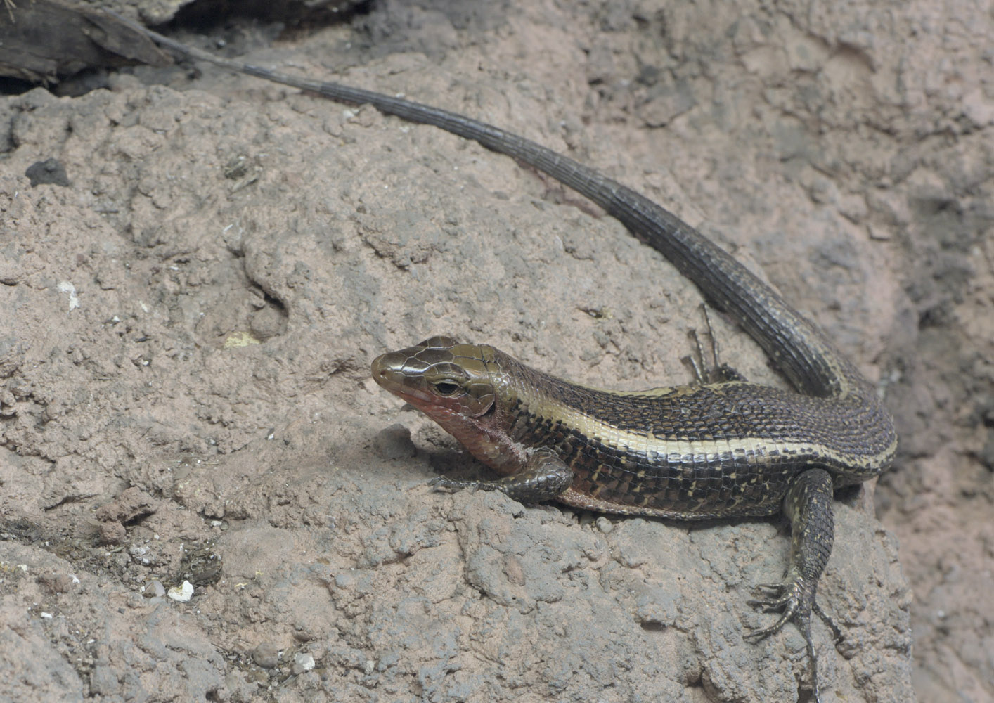 Western girdled lizard