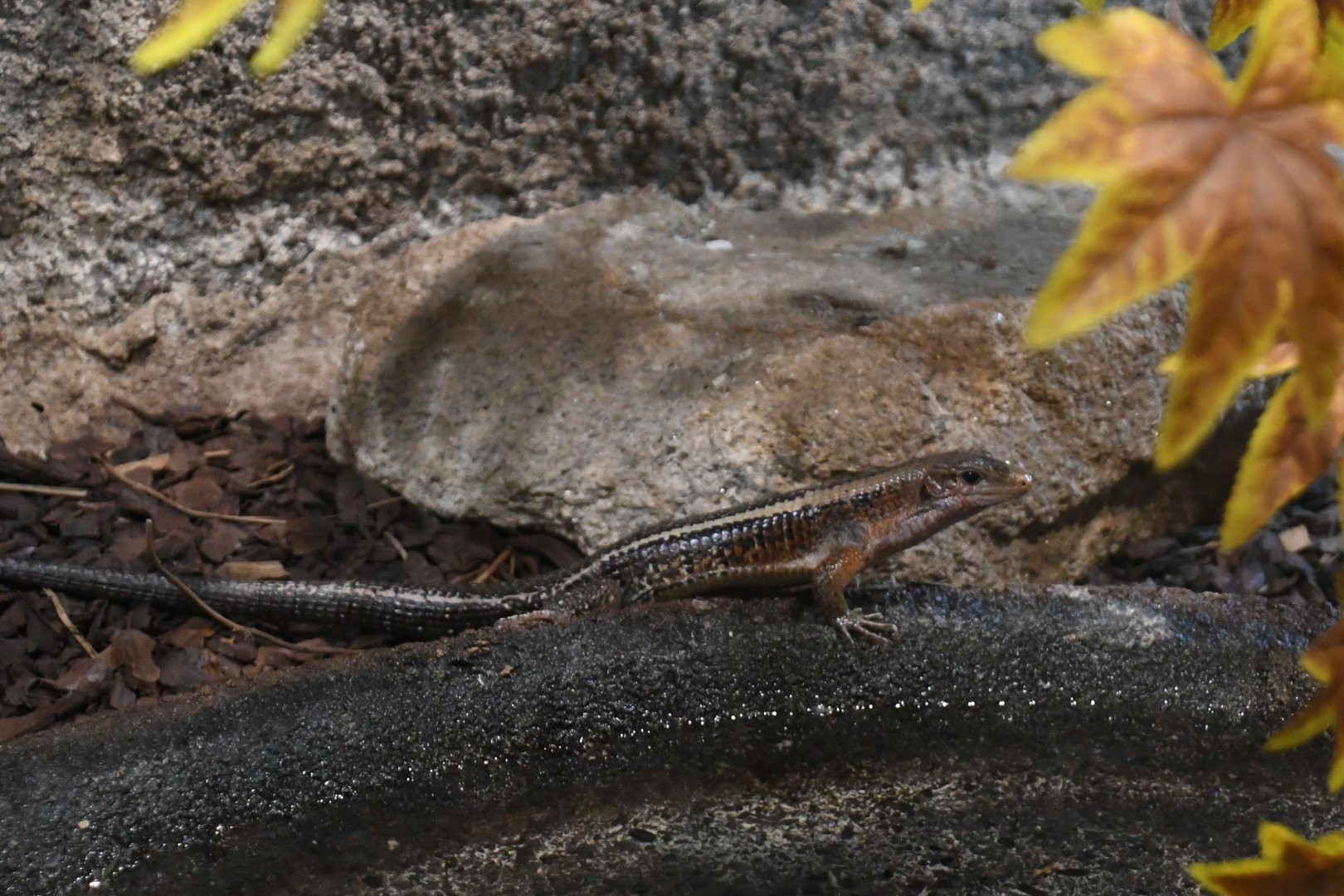 Western Girdled Lizard