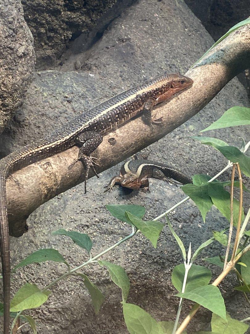 Western girdled lizards 040324